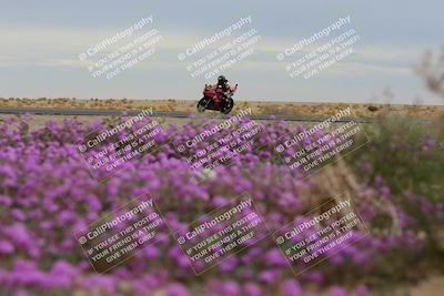 media/Jan-14-2023-SoCal Trackdays (Sat) [[497694156f]]/Turn 14 Exit Bloomig (145pm)/
